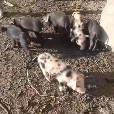 La Prevote Périssac