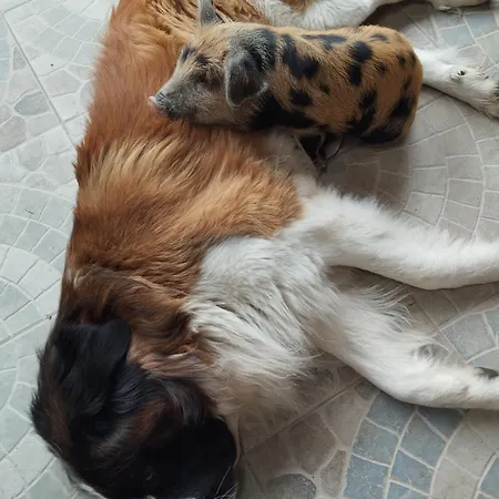 Oda ve Kahvaltı La Prevote Périssac