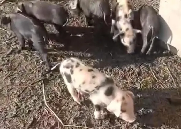 La Prevote Périssac