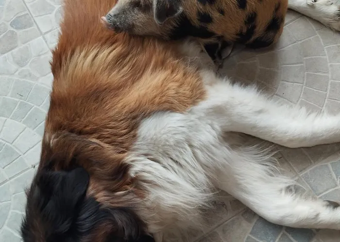 Bed & Breakfast La Prevote Périssac