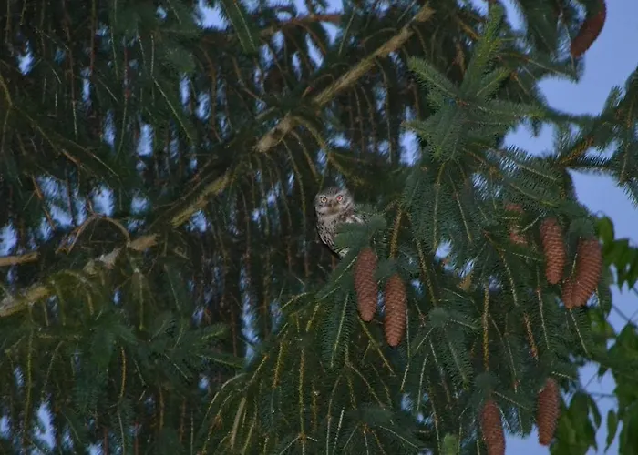 La Prevote Bed & Breakfast